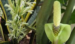 Có 6 loại cây cảnh hiếm khi ra hoa, chỉ nở khi có điềm báo, đó là loại gì? 