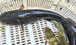 Tại sao ngày càng nhiều người không ăn cá trê dù nhiều thịt ít xương, có phải do chúng 'bẩn'? Sau khi tìm hiểu, tôi đã biết lý do