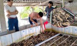 Nuôi lươn trong bể xi măng, giúp người nông dân 'đổi đời' mỗi năm đút túi 2 tỉ đồng