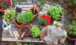 Chỉ cần vùi một thứ vào gốc cây, chẳng cần chăm bón cầu kỳ cây vẫn phát triển tốt tươi, đơm hoa kết trái nhanh chóng