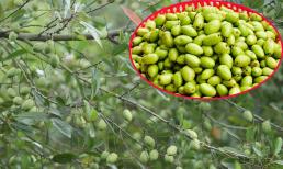 Loại quả xưa mọc dại chẳng ai ngó ngàng nay thành đặc sản giá tới 170.000 đồng/kg, giải độc rượu, chữa ho cực tốt 