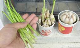 Đặt một miếng tỏi vào cốc giấy dùng một lần ban đầu và đặt nó trên ban công có tác dụng tốt đến mức hàng xóm đua nhau bắt chước