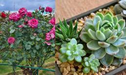 Có 5 loại hoa vốn phổ biến nhưng đang dần bị đào thải, sẽ hối hận nếu trồng trong nhà