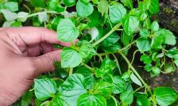 Muốn khỏe nhất định nên ăn 3 loại rau này: Không lo phun thuốc sâu, bổ ngang nhân sâm, tổ yến