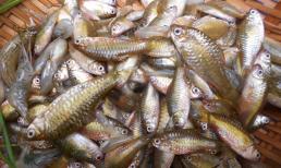 Người IQ cao ra chợ thấy loại cá này là mua liền vì đại bổ được ví là 'sâm nước' 