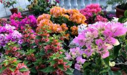 Khi trồng hoa giấy vào mùa xuân, hãy chăm sóc “3 thêm 1 bớt”, hoa sẽ nở rộ và rực rỡ