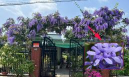 Thần Tài cực yêu thích loại cây này, trồng trước cổng hoa nở quanh năm, nổi bật nhất vùng 