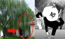 Tổ tiên khuyên đừng trồng 3 loại cây này trước nhà, nợ nần chồng chất, sớm muộn cũng lụn bại