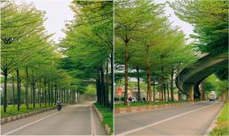 Con đường đẹp nhất Hà Nội hiện tại, hàng cây 2 bên đường xanh mướt ngỡ khung cảnh châu Âu, giới trẻ đua nhau tới check-in