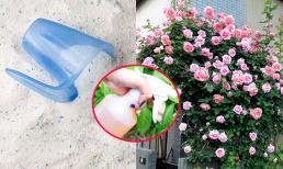 Đã trồng cây cảnh đừng quên tưới bột giặt, hoa nở từng chùm, cây xanh tươi tốt không lo sâu bệnh