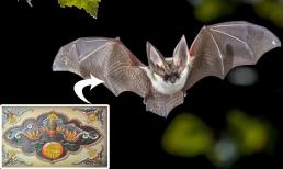 Vừa xấu vừa hôi nhưng dơi lại được coi là điềm lành, biểu tượng của sự may mắn, lý do là gì?