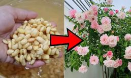 Dùng 'nó' để trồng hoa, sau 7 ngày hoa sẽ nảy mầm mới, để lộ bộ rễ to màu trắng và cành lá rậm rạp!
