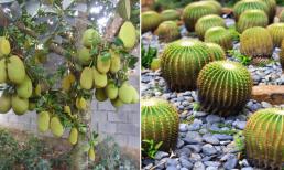 4 loại cây đẹp nhưng đừng trồng trước nhà kẻo tài lộc, tiền của tiêu tan, nó liên quan đến an nguy của nhiều thế hệ, nhớ nhé!