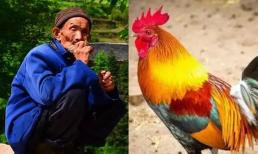 Tổ tiên có câu: “Đàn ông sợ gà, đàn bà sợ cừu”. Tại sao lại nói như vậy? Nó có ý nghĩa không?