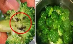 Thì ra súp lơ đầy sâu bọ! Tôi sẽ dạy bạn một mẹo để khiến tất cả bọ bắp cải tự trốn thoát. 