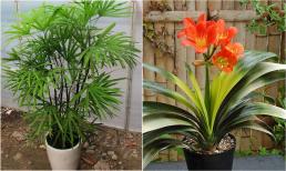 4 loại cây cảnh dưỡng người, càng trồng lâu trong nhà càng may mắn, phúc khí dồi dào
