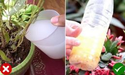 Có nên dùng nước vo gạo tưới cây trực tiếp không? Chăm cây mà không biết điều này khác gì hại cây
