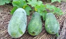 Mua bí đao thì nên chọn quả 'vỏ xanh đậm, xanh nhạt hay vỏ trắng' sẽ ngon hơn? 
