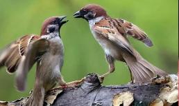 Không phải mê tín! “Hai con chim này bay vào nhà nhất định là có tin vui và mang lại giàu có cho gia đình”. Đừng dại mà đuổi đi