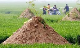 Tổ tiên nói: “Không được dời mộ, mười lần thì chín lần sẽ bại trận”, vì sao?