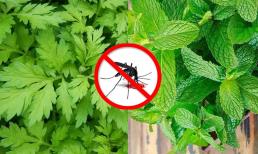 3 loại cây là 'bảo bối' để đuổi muỗi: Nhà nào trồng vài chậu đảm bảo muỗi 'cao chạy xa bay', chẳng bao giờ lo bệnh sốt xuất huyết