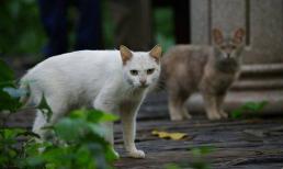 Tại sao mèo lại phát tiếng 'kêu thảm thiết' khi giao phối? Sự khác biệt khi giao phối của mèo và con người là gì?