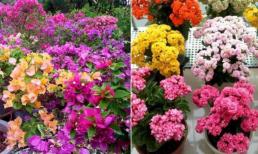 5 loài hoa dễ trồng, nở đẹp, thích hợp cho người chưa có kinh nghiệm trồng hoa