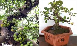 Sung ta và sung bonsai: Loại nào thu hút tài lộc hơn? Có 1 đại kỵ khi trồng, nhớ tránh kẻo tiêu tài tán lộc