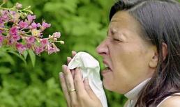 Tại sao ngày càng có nhiều người dị ứng với phấn hoa? Nếu muốn tránh xa cơn ác mộng này, bạn cần chú ý 2 điểm