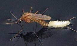 Nhang muỗi không phải là thứ đáng sợ nhất của muỗi? Dạy cho bạn một thủ thuật mới an toàn! Muỗi tự động biến mất 