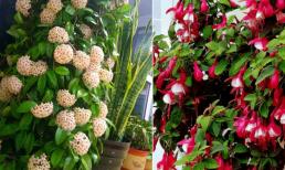 5 loại hoa đẹp, thích hợp trồng trong nhà và nở hoa ngay cả khi không có ánh nắng
