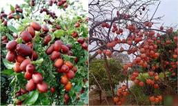'Trước trồng táo, sau trồng mai, Đông trồng lựu, Tây trồng hồng': Trong nhà trồng 4 cây này thì phú quý, thịnh vượng muôn đời