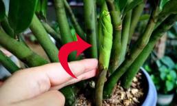 Đặt cây kim tiền ở 2 vị trí này hút tài lộc bậc nhất, giàu ú ụ, quanh năm không lo thiếu tiền 