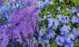 3 loại hoa màu xanh được lòng Thần Tài nhất, ai cũng nên trồng một cây