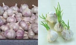 Tại sao đầu tỏi không nảy mầm ở siêu thị mà vài ngày sau khi mua về nhà lại nảy mầm? 