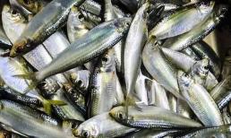 Ở chợ Việt bán đầy một loại cá giá rẻ bằng 1/3 cá hồi mà chứa nhiều đạm, omega-3 và canxi không kém