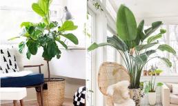 Nếu muốn trồng cây xanh trong phòng khách thì nên chọn 10 loại này, vừa có kiểu dáng trang nhã vừa mang lại may mắn cho gia đình