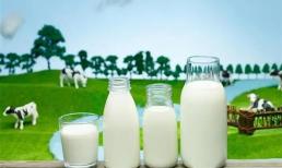 Sữa dê nguyên chất và sữa bò khác nhau thế nào? Người già nên uống sữa dê hay sữa bò? 
