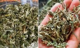 Mùa hè nhiều người thường treo 1 túi ngải cứu ở đầu giường, biết được lý do ai cũng lập tức làm theo