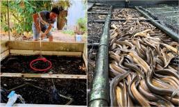 9X miền Tây nuôi con 'bò nhung nhúc', hốt bạc tỷ mỗi năm