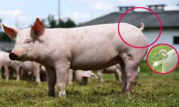 Ngày xưa đuôi lợn dài và mảnh, tại sao ngày nay đuôi lợn to và ngắn ngủn?