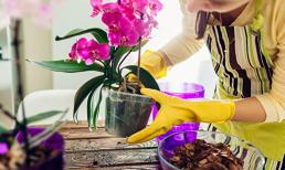Làm thế nào để hoa lan nở hoa trở lại? Các chuyên gia làm vườn đưa ra những lời khuyên cho bạn 