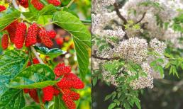 “Năm cây ma” không trồng ở nhà là năm loại cây nào? Ngoài đời nhiều người đã nhìn thấy nhưng ít người biết