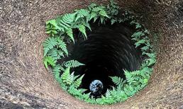 Cỏ dại mọc bên miệng giếng ngày xưa được người nông dân dùng làm củi, nhưng không ngờ chúng rất có giá trị