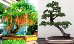 3 loại cây này là đệ tử của Thần Tài, nhà nào trồng thì nhà đó giàu ú ụ, đặc biệt loại thứ 3