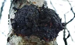 Nó được gọi là 'u cây ung thư' mọc sần sùi xấu xí, sống dựa vào việc hút bã cây để kiếm sống. Nhưng nó lại là 'mỏ vàng' bán với giá gần 7 triệu đồng/kg