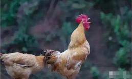 Có câu nói: “Ba tiếng con vật kêu, tai hoạ đang ập đến”. Là ba con vật nào?