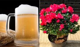 3 loài hoa 'uống' bia nhiều nhất, tưới một hoặc hai lần một tháng sẽ khiến lá bóng và hoa nở to nhiều! 