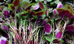 Nó được mệnh danh là “rau bổ máu”, càng khô thì càng phát triển với hàm lượng canxi dồi dào ba lần rau bina