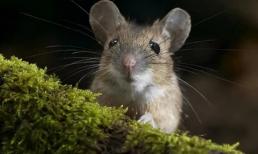 Tại sao nhiều người nhận thấy chuột ngày càng ít đi? Chuột đã thực sự 'nghỉ hưu'?